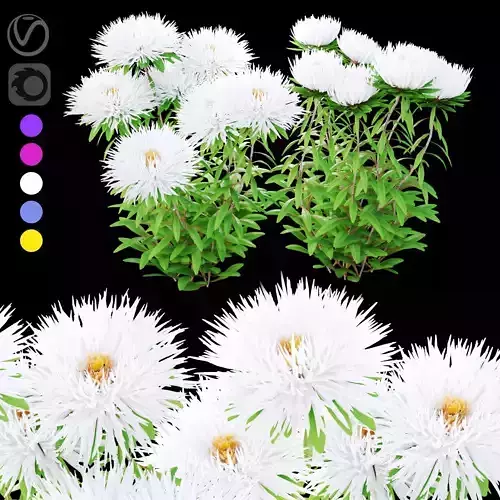 Aster flowers American Beauty