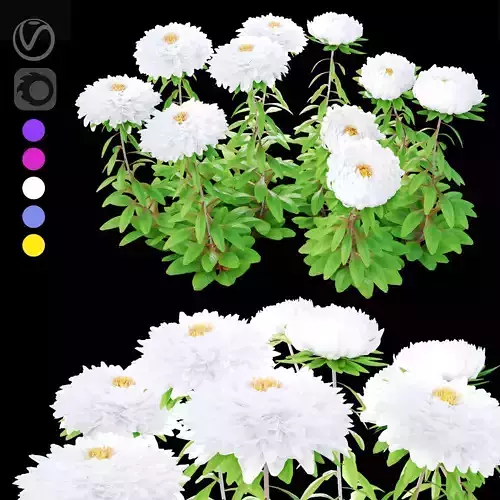 Aster flowers Autumn Star