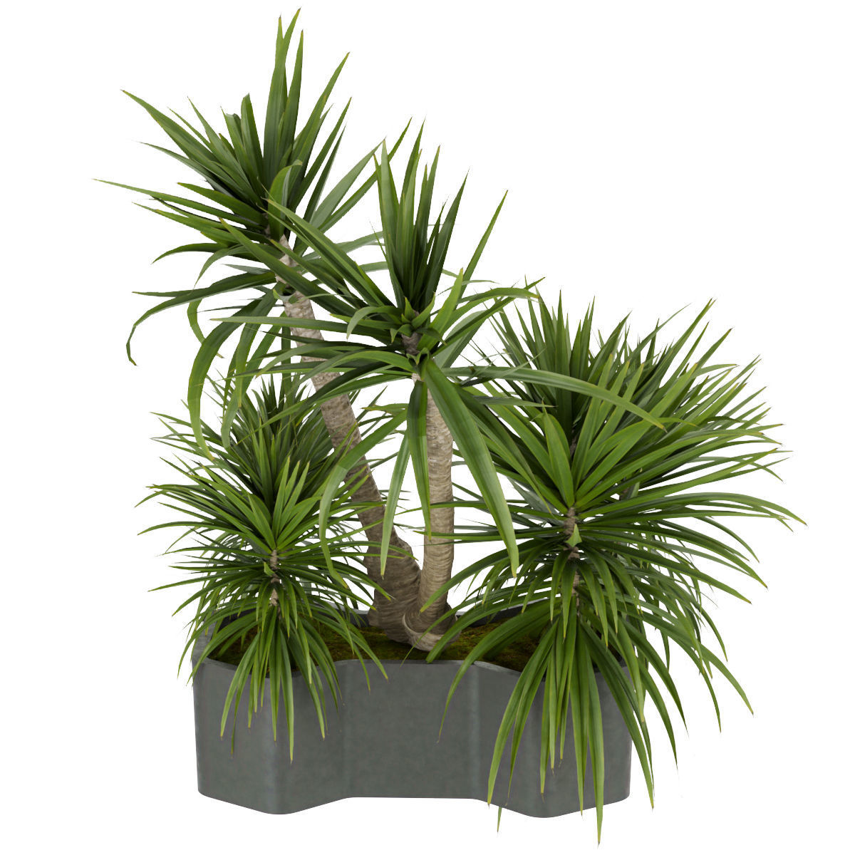 Collection plant vol 321 - indoor - palm - Dracena 3D model_2