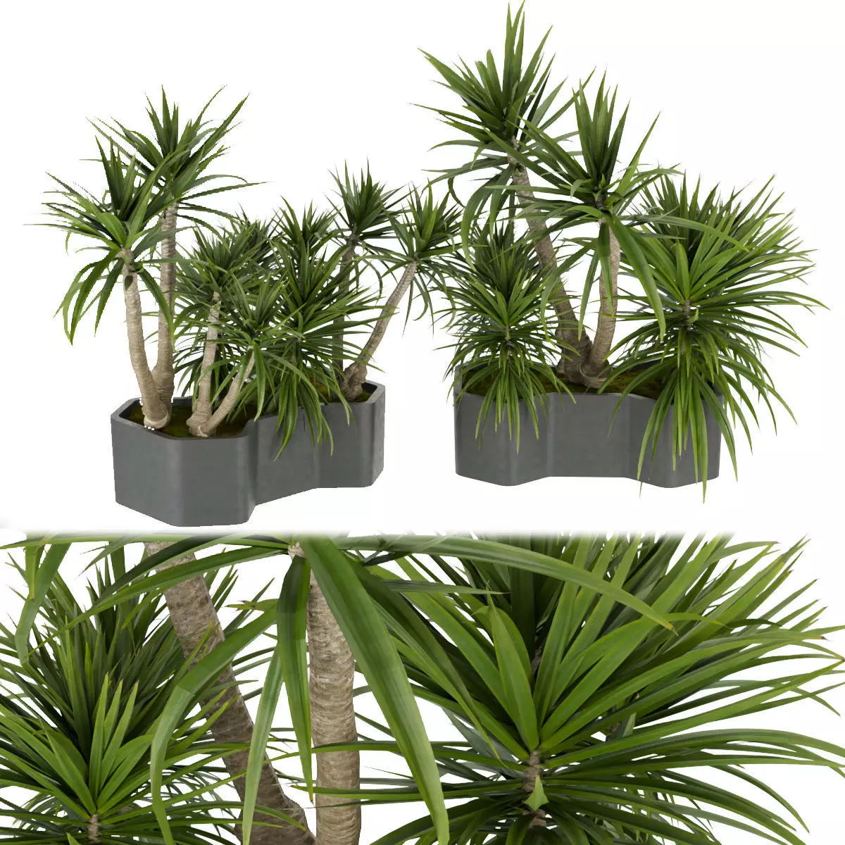Collection plant vol 321 - indoor - palm - Dracena 3D model_0