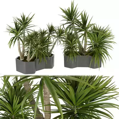 Collection plant vol 321 - indoor - palm - Dracena 3D model