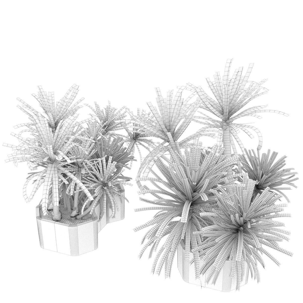Collection plant vol 321 - indoor - palm - Dracena 3D model_4