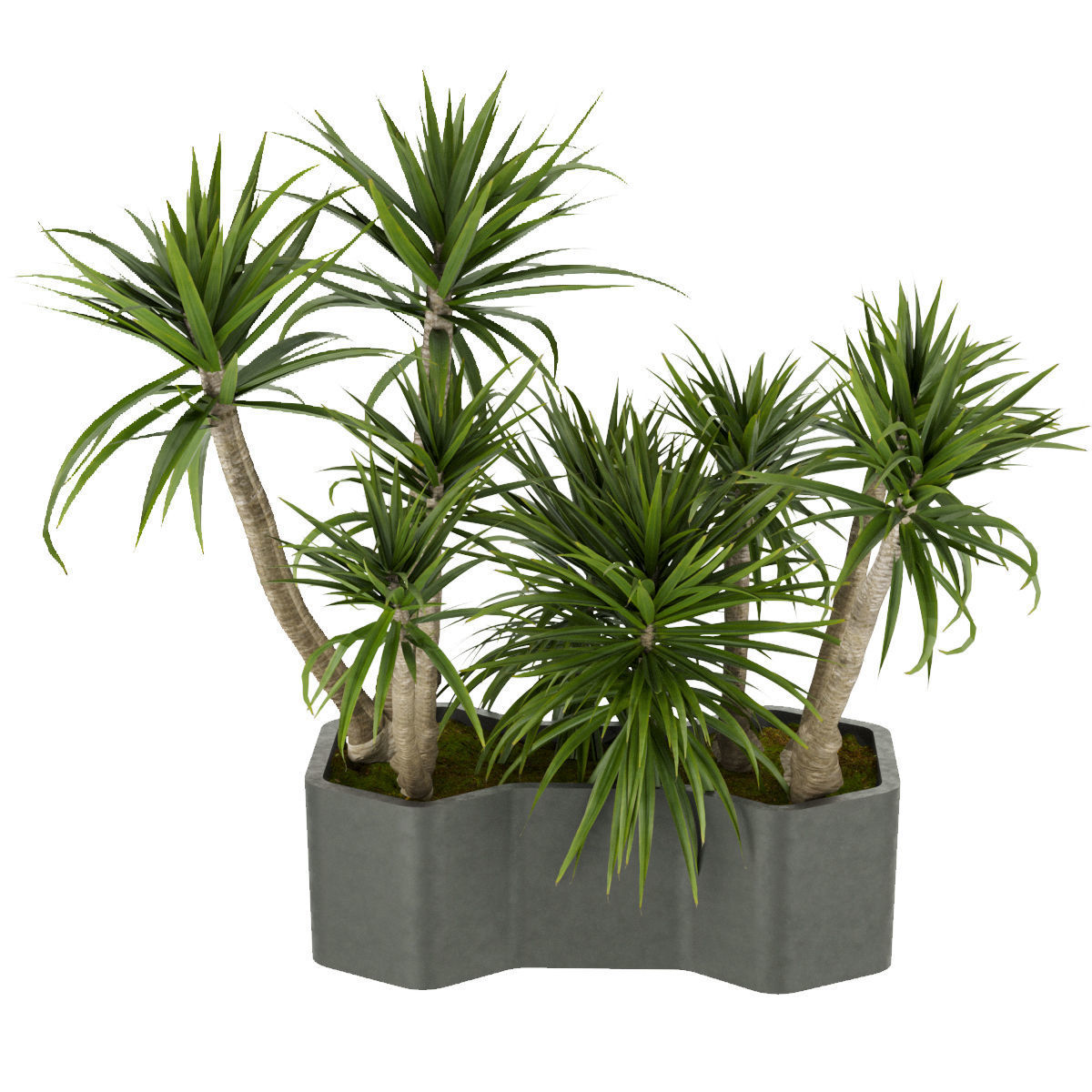 Collection plant vol 321 - indoor - palm - Dracena 3D model_1