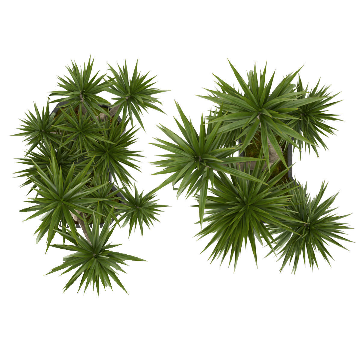 Collection plant vol 321 - indoor - palm - Dracena 3D model_3