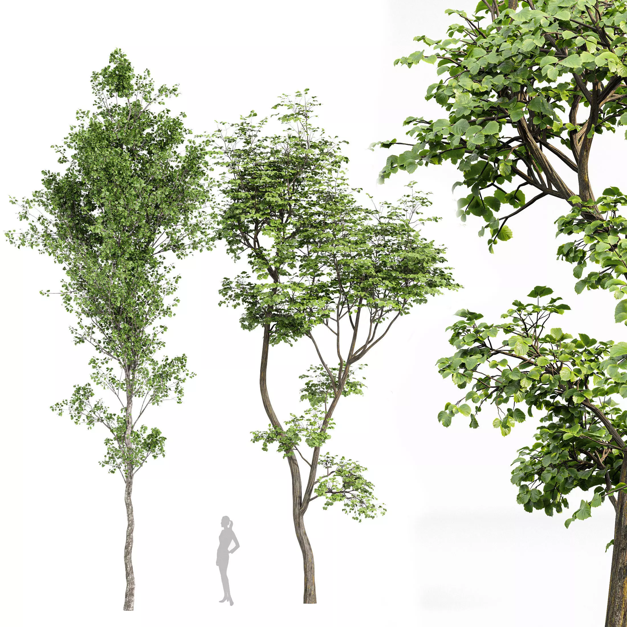 beautiful hazel leaves 3D model_0