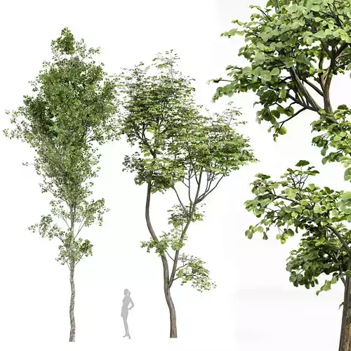 beautiful hazel leaves