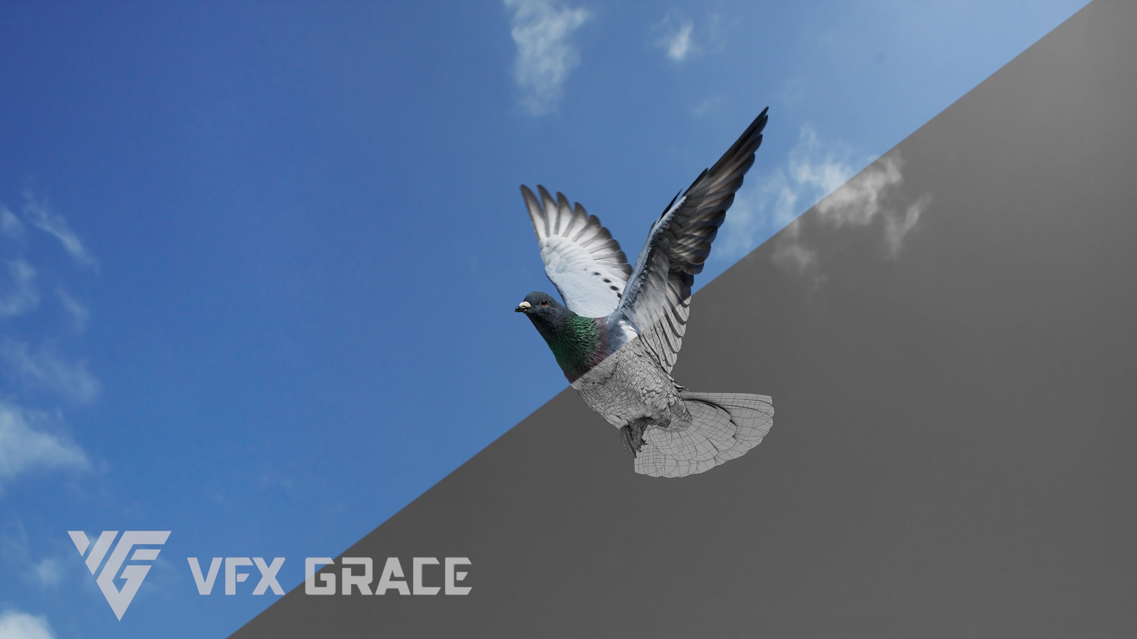 Pigeon Animated VFX Grace 3D model_10