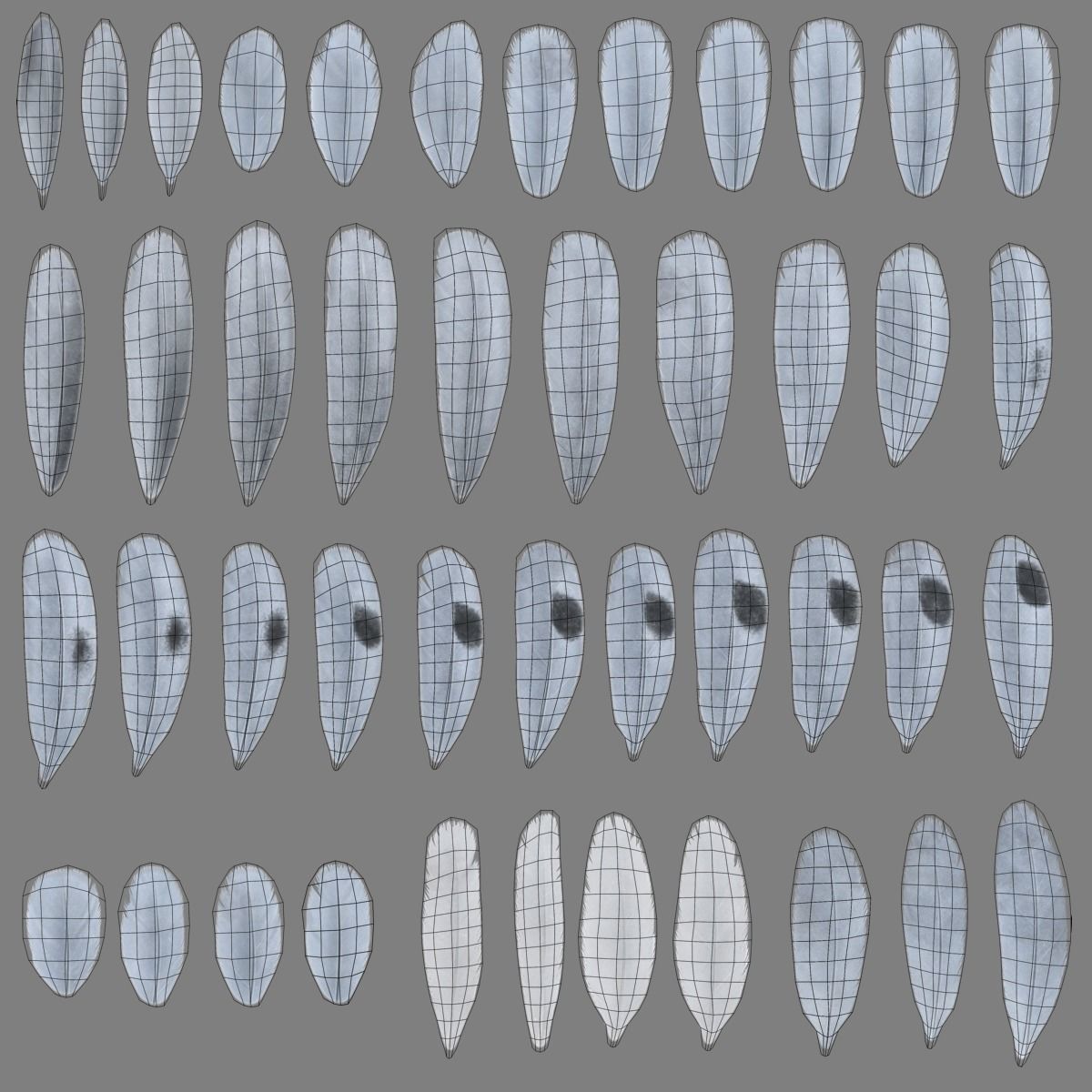 Pigeon Animated VFX Grace 3D model_29