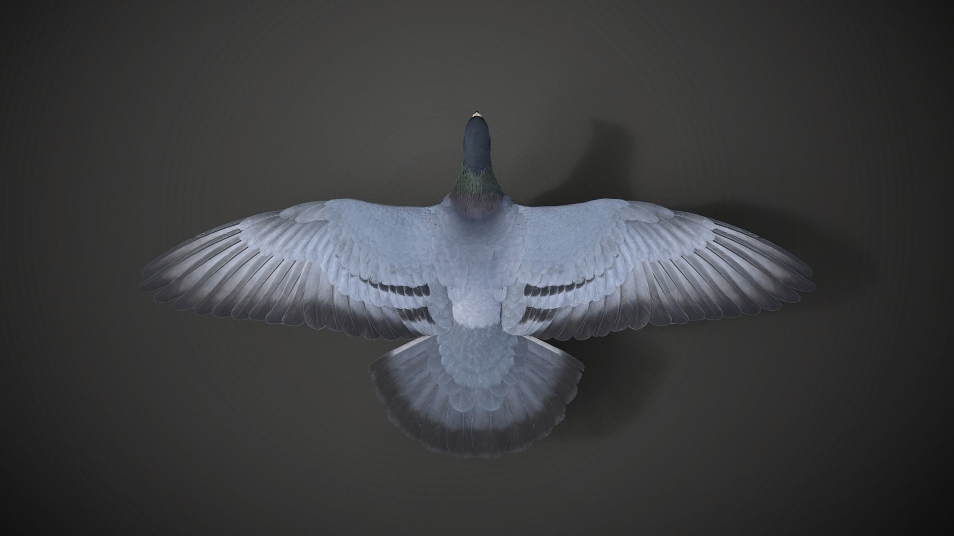 Pigeon Animated VFX Grace 3D model_16