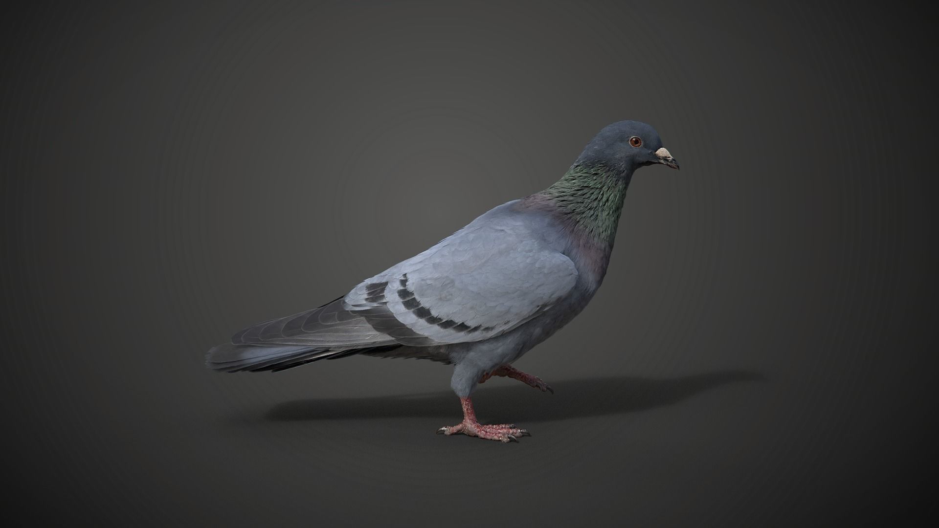 Pigeon Animated VFX Grace 3D model_11