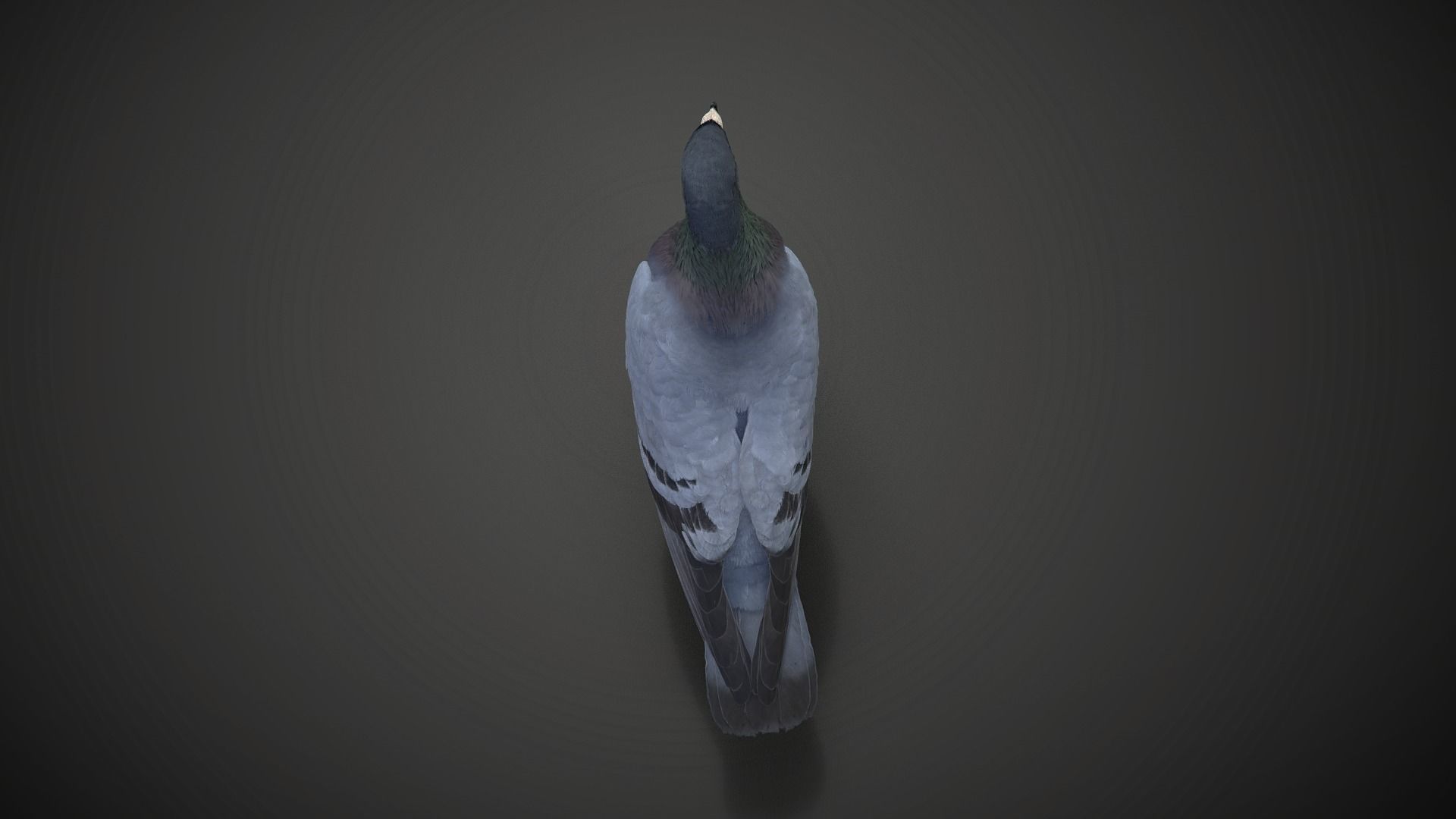Pigeon Animated VFX Grace 3D model_15
