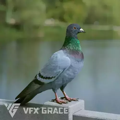 Pigeon Animated VFX Grace 3D model