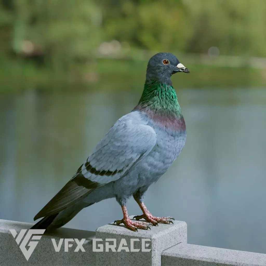 Pigeon Animated VFX Grace 3D model_0