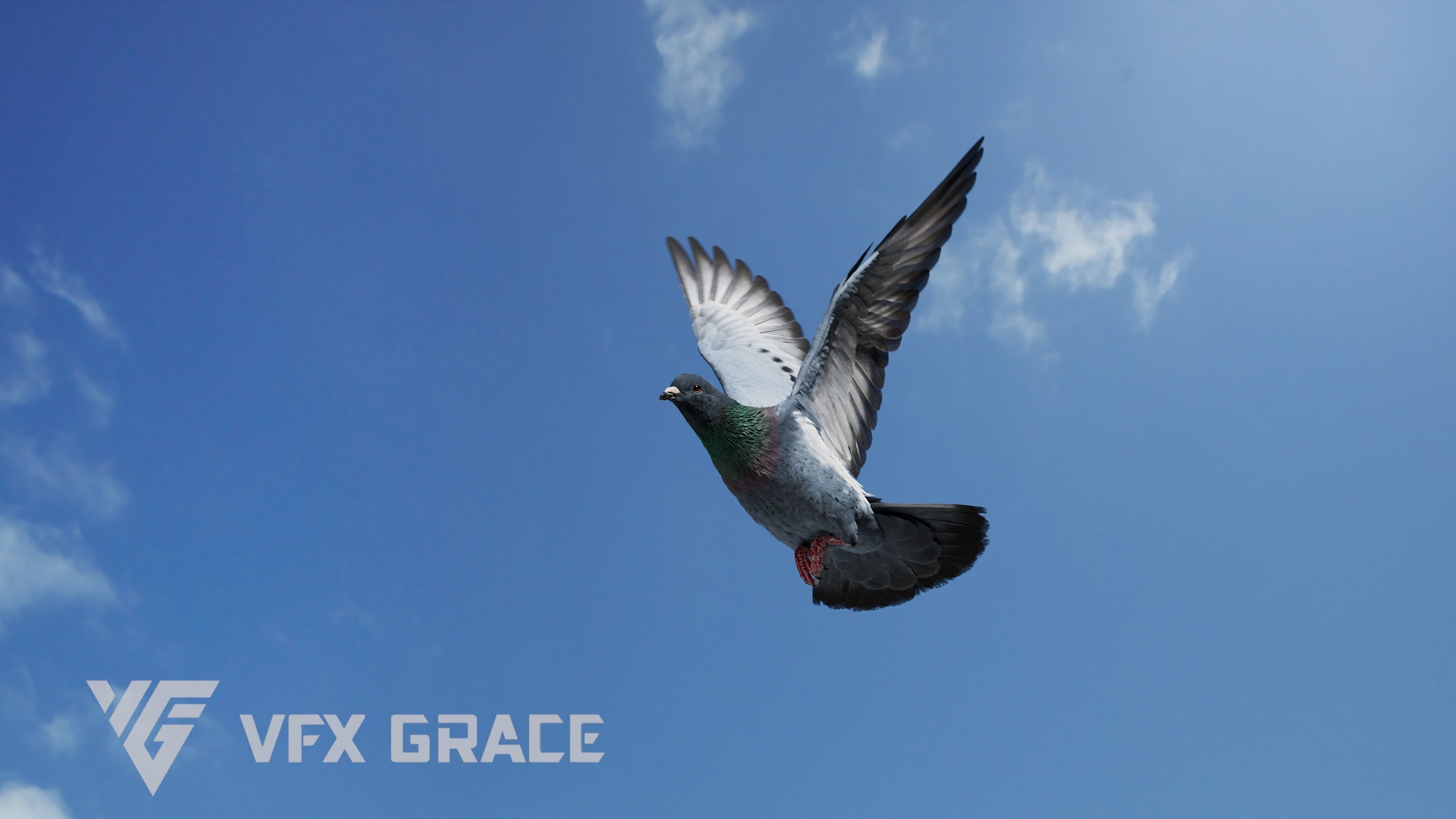 Pigeon Animated VFX Grace 3D model_9