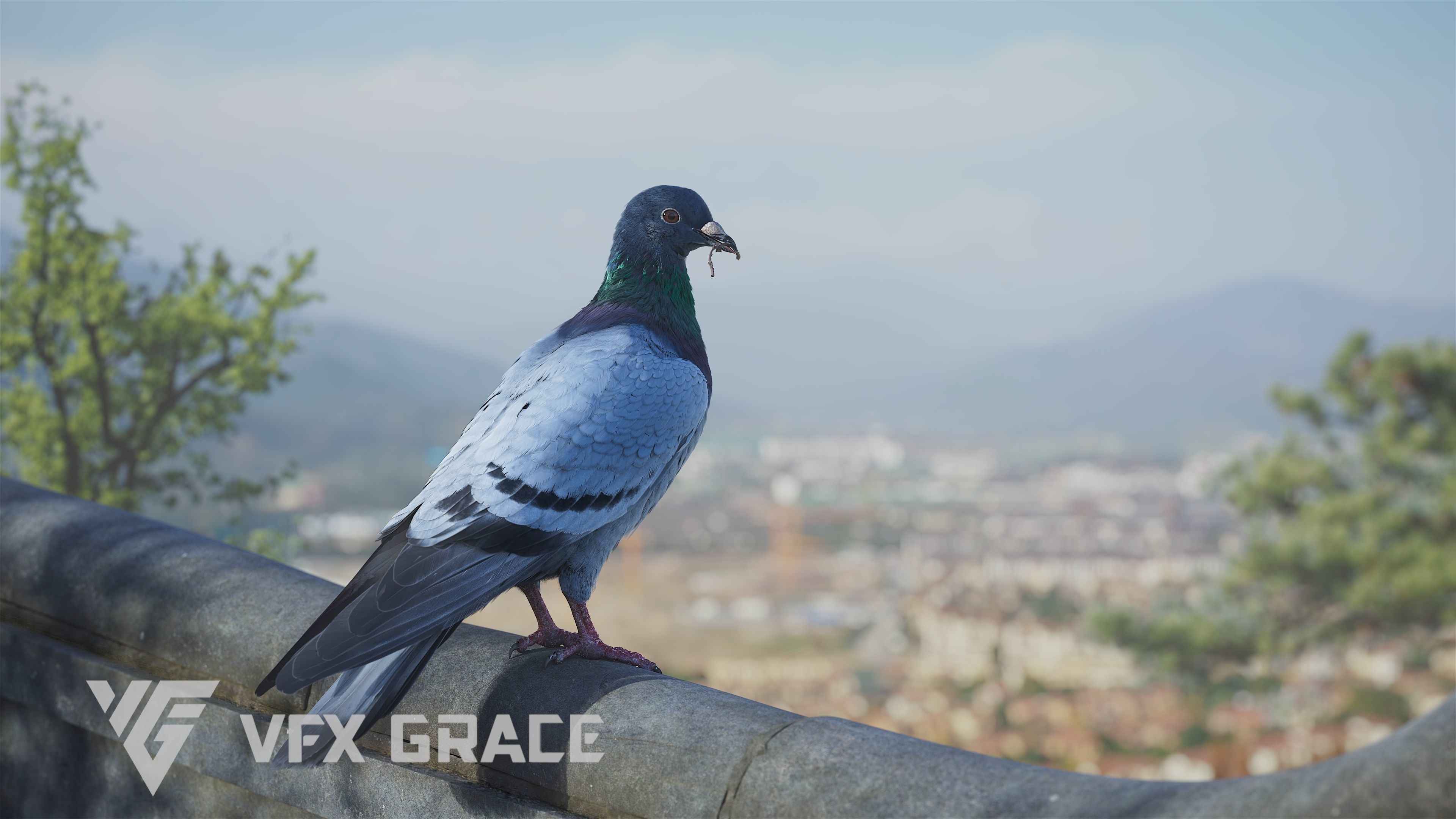 Pigeon Animated VFX Grace 3D model_7