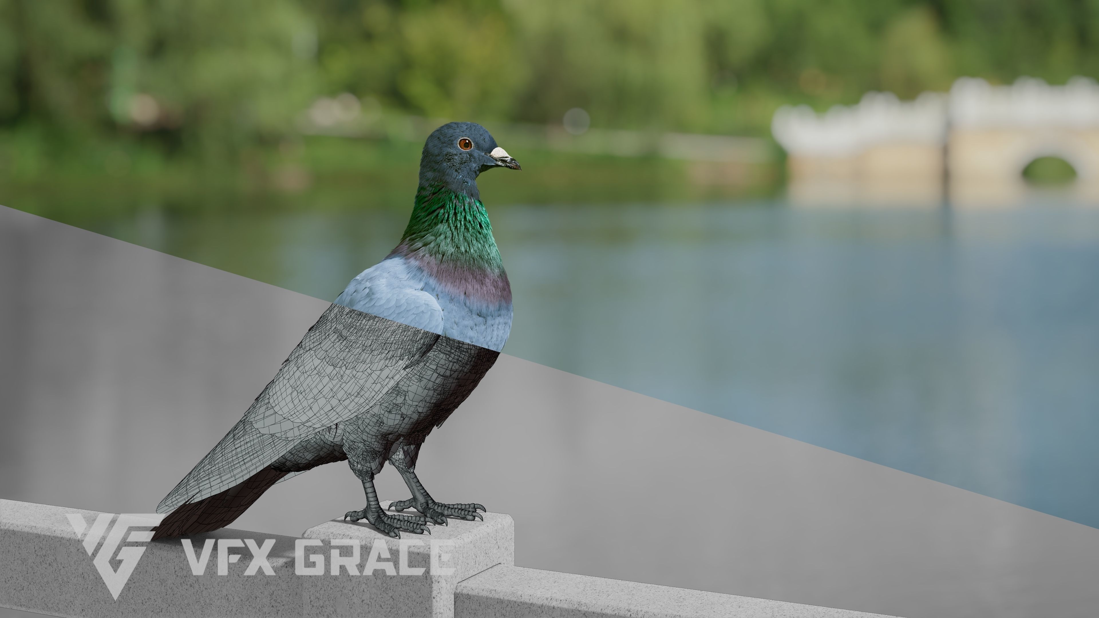 Pigeon Animated VFX Grace 3D model_6