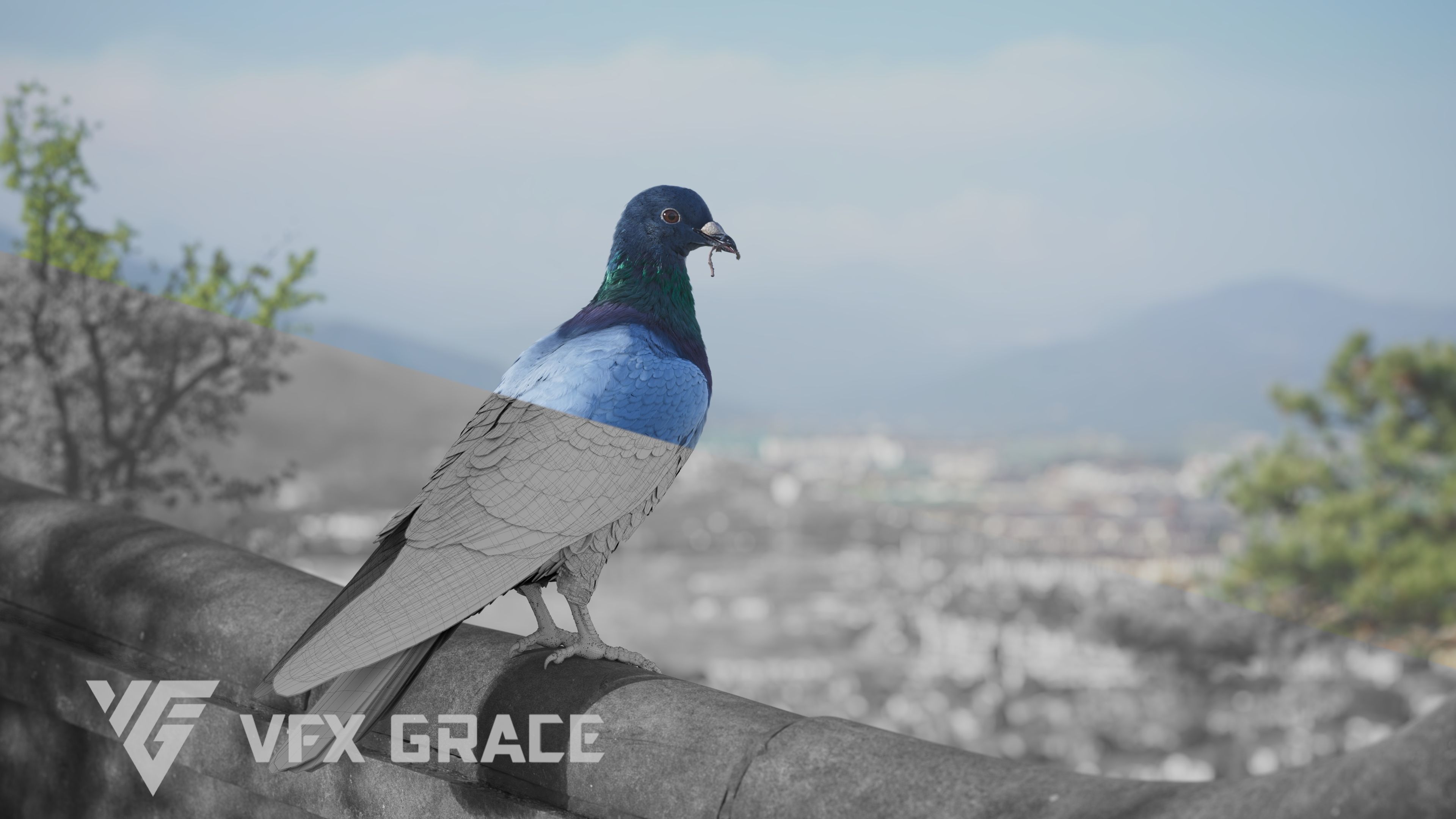 Pigeon Animated VFX Grace 3D model_8