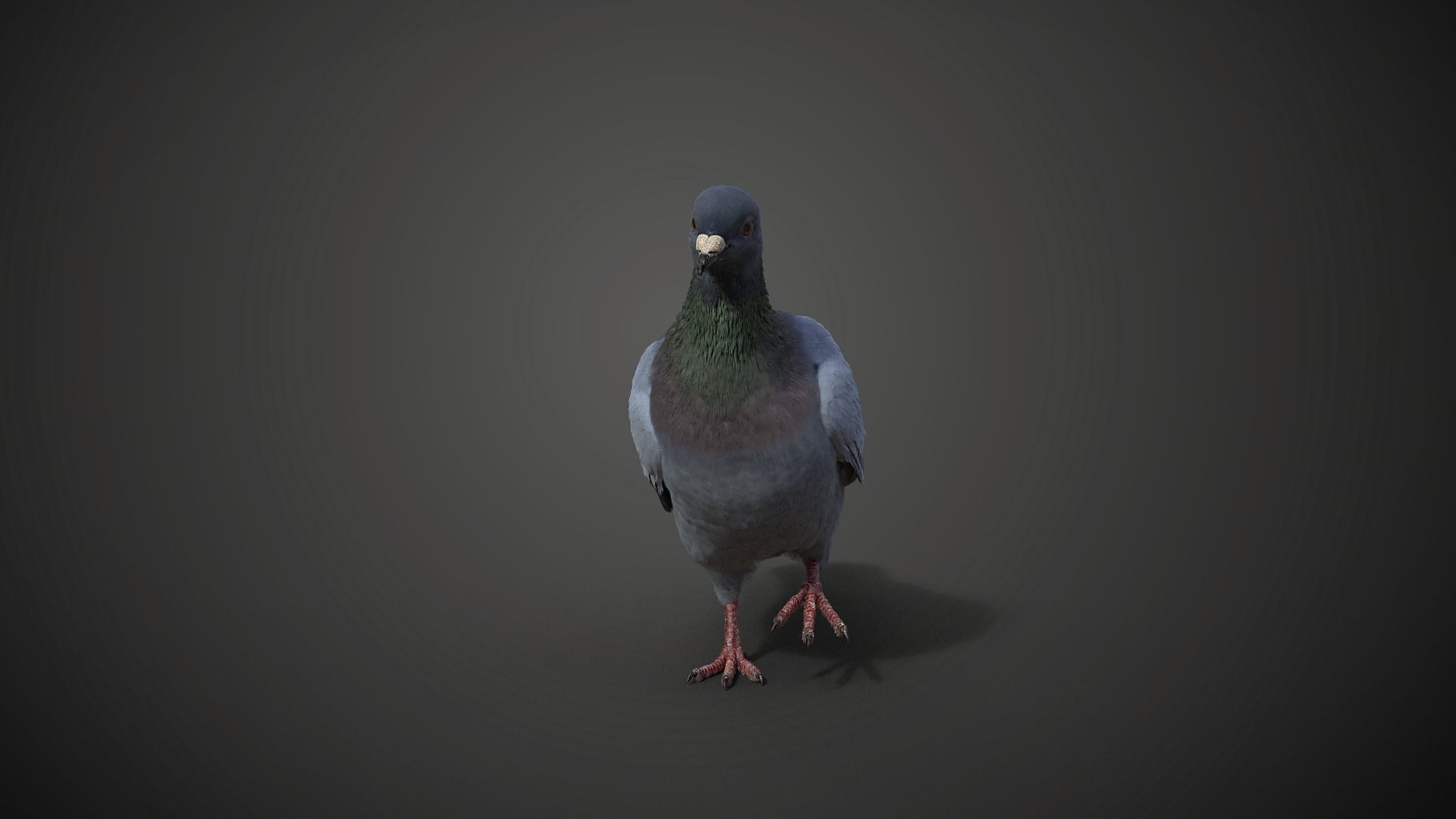 Pigeon Animated VFX Grace 3D model_12