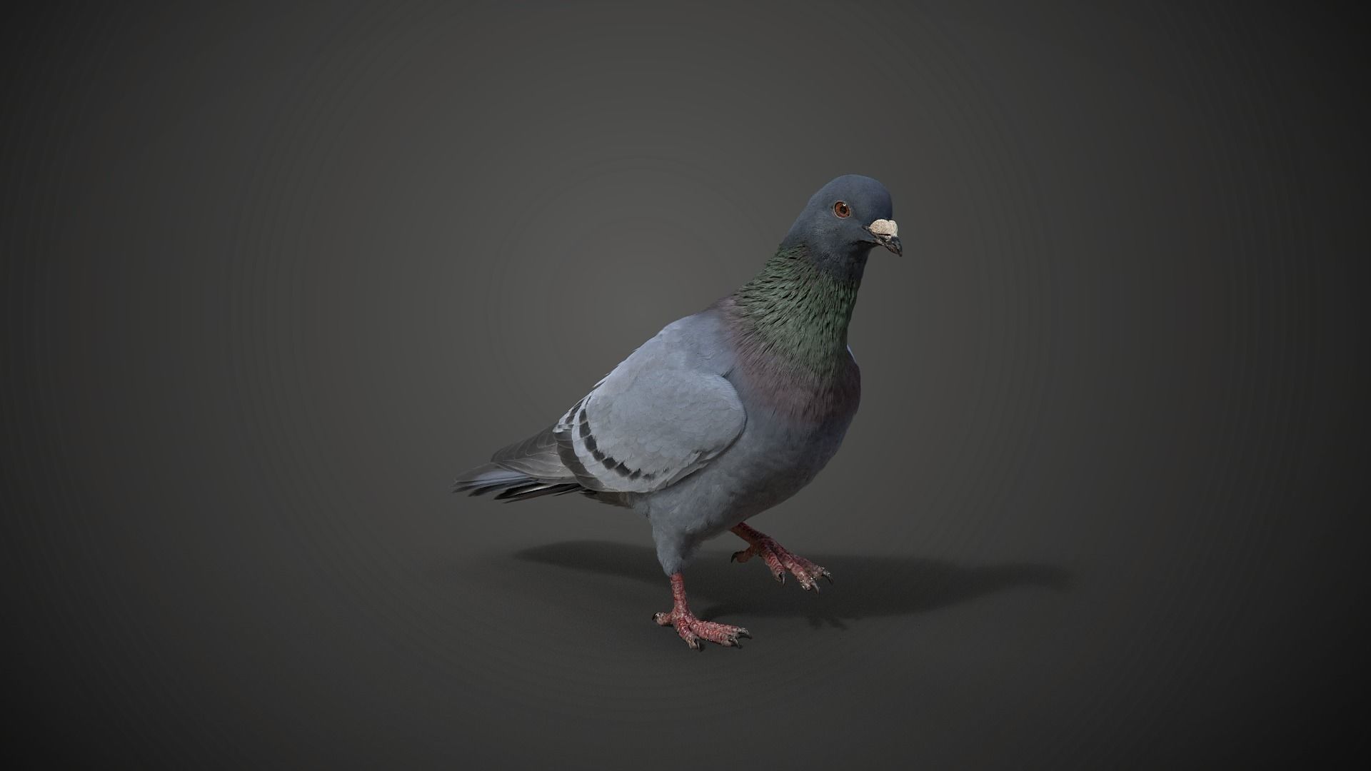 Pigeon Animated VFX Grace 3D model_13