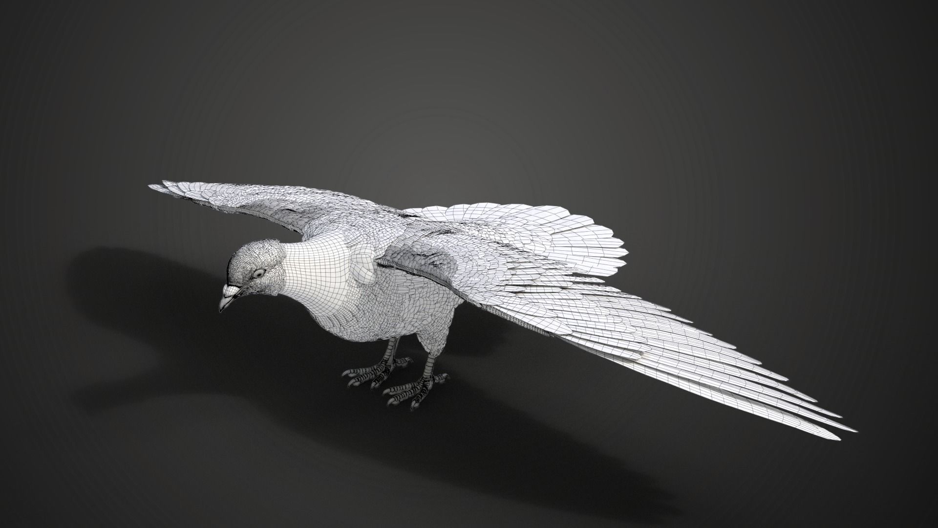 Pigeon Animated VFX Grace 3D model_23
