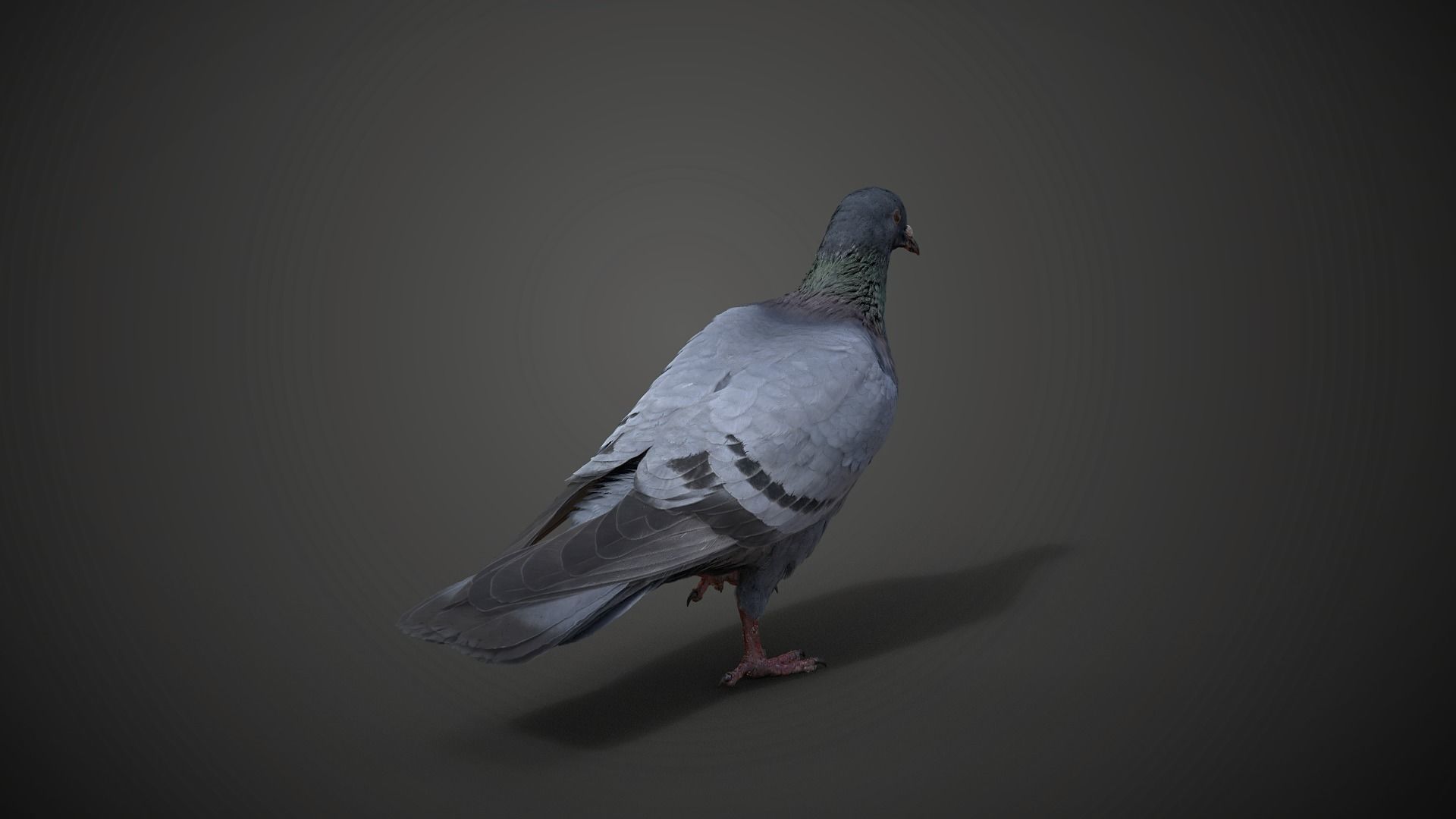 Pigeon Animated VFX Grace 3D model_14