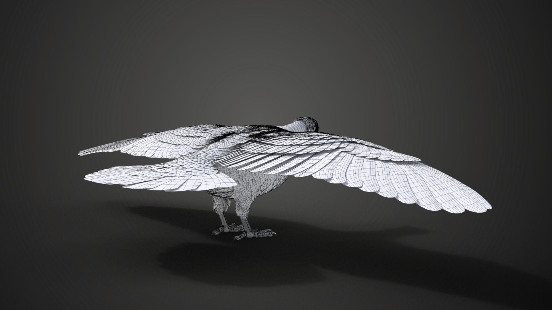 Pigeon Animated VFX Grace 3D model_24