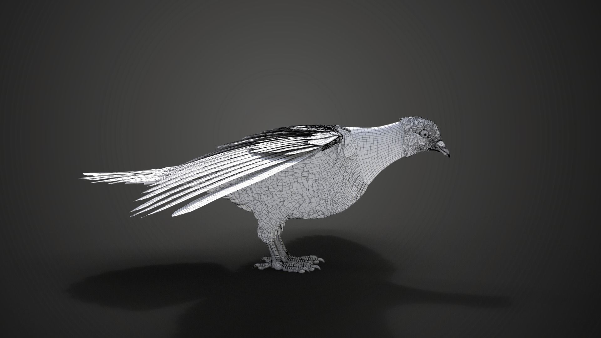Pigeon Animated VFX Grace 3D model_22
