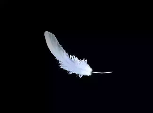 Feather animation  wing fly float plume pinna indumentum 3D model