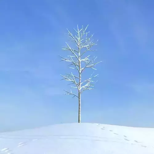 Snow Covered Tree