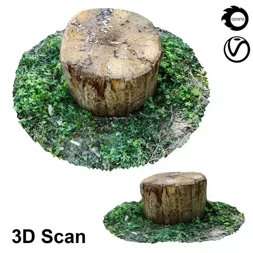 Stump 3D scan