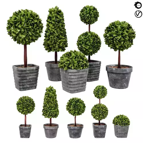 Plant collection 2 group of boxwood trees in pots