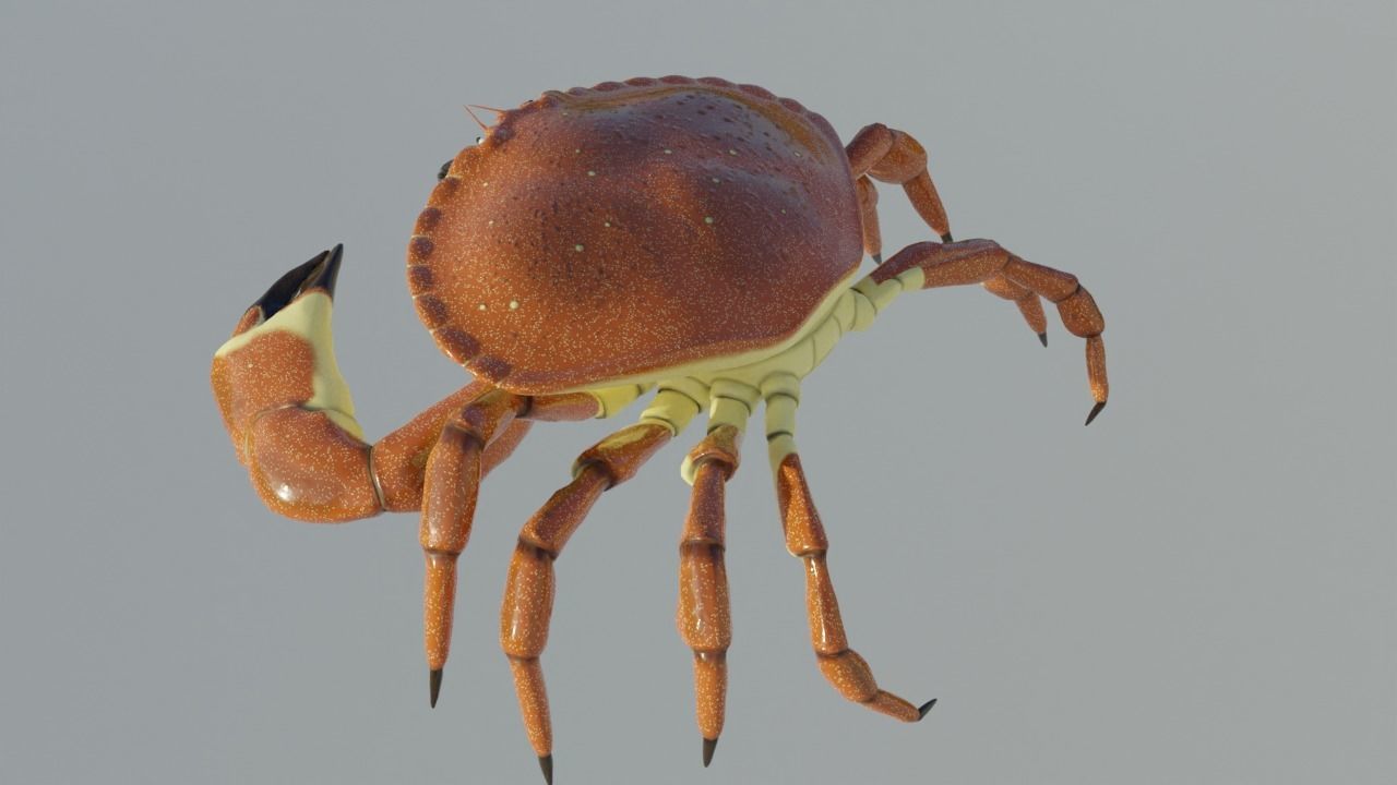 Brown Crab Rigged And Animated Low-poly 3D model_8
