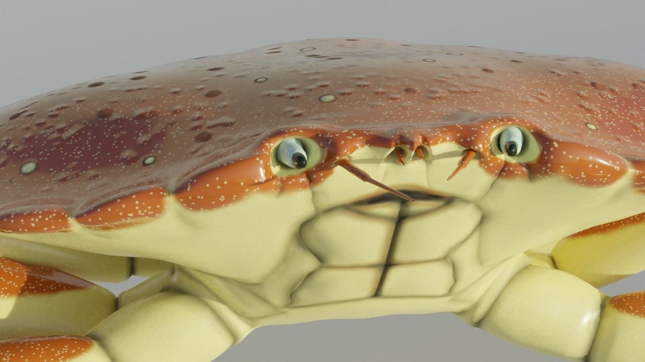 Brown Crab Rigged And Animated Low-poly 3D model_4