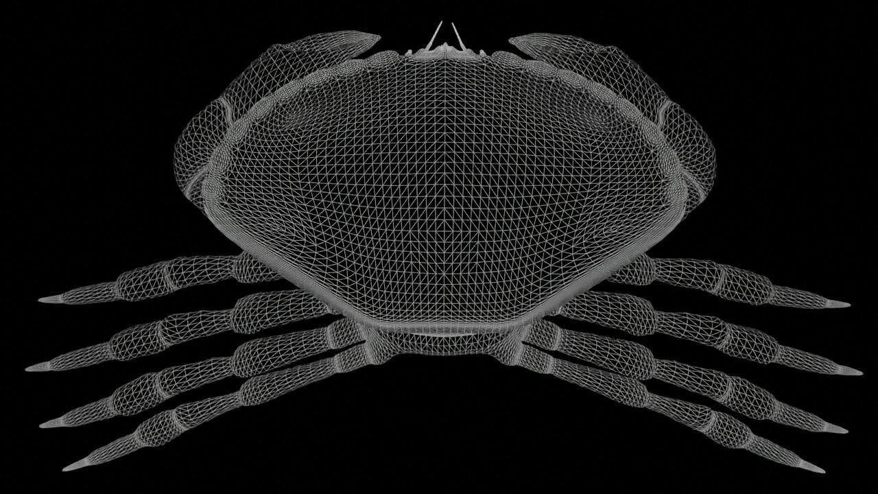 Brown Crab Rigged And Animated Low-poly 3D model_15