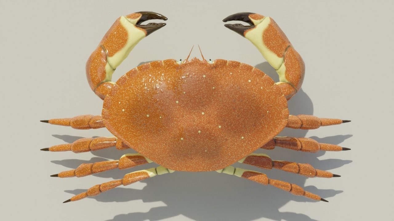 Brown Crab Rigged And Animated Low-poly 3D model_11