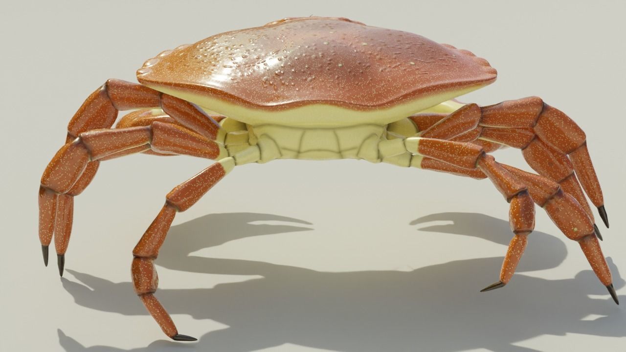 Brown Crab Rigged And Animated Low-poly 3D model_7