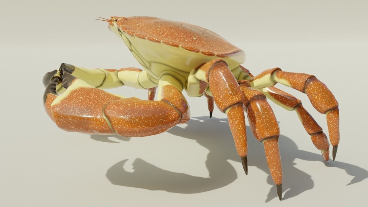 Brown Crab Rigged And Animated Low-poly 3D model_5