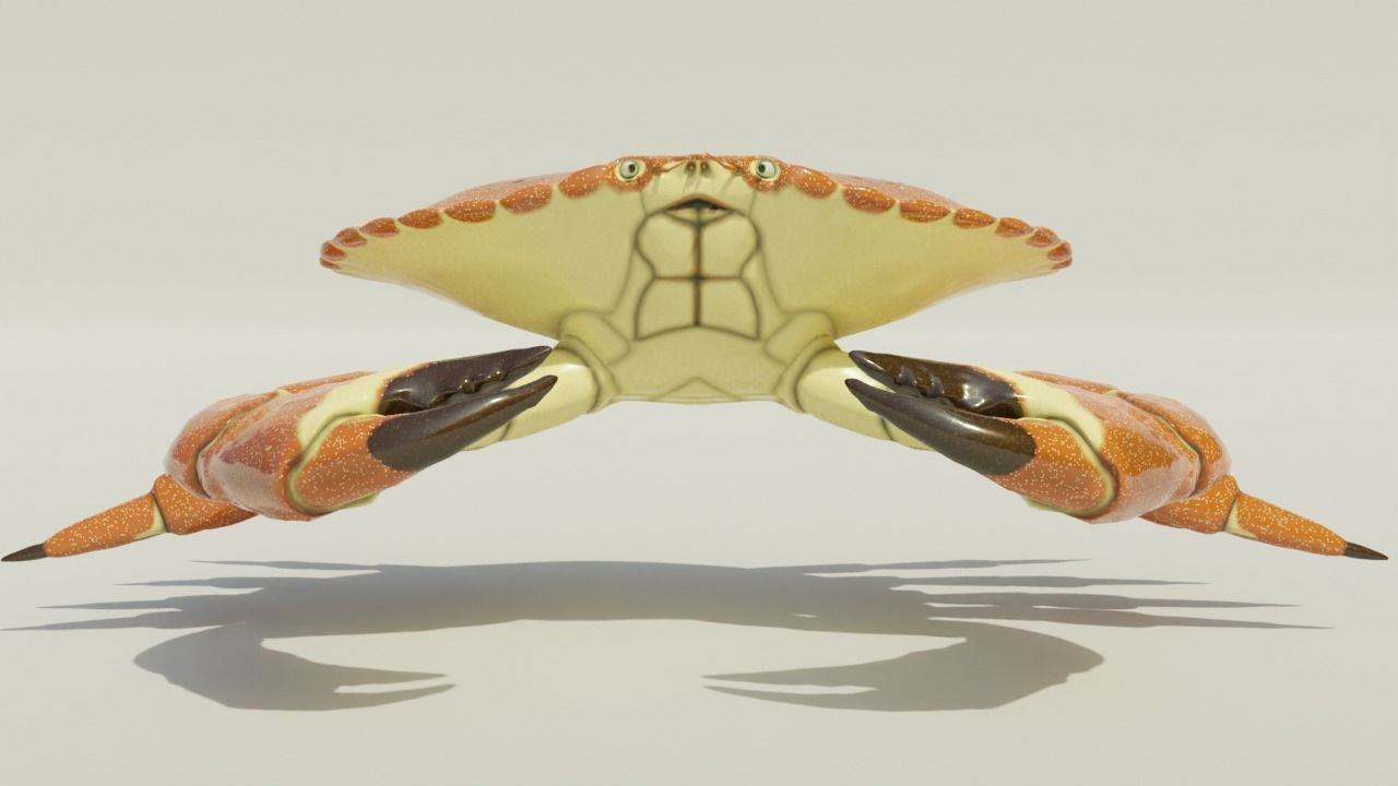 Brown Crab Rigged And Animated Low-poly 3D model_9