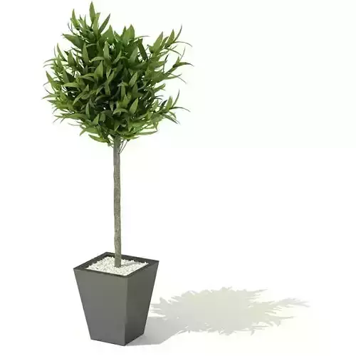 Plant With Pot Shaded 3D model