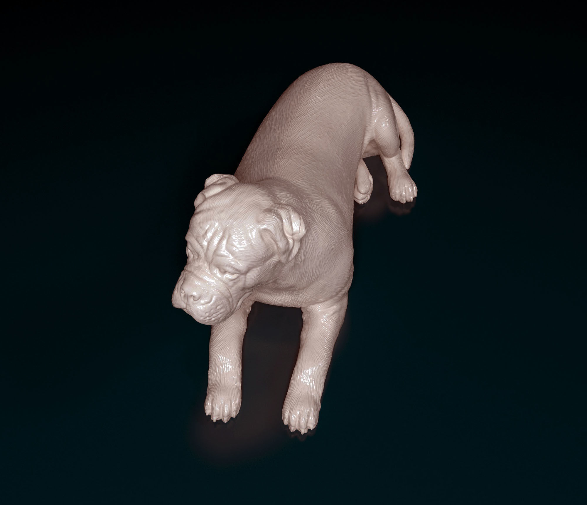 American Bulldog 3D print model_3