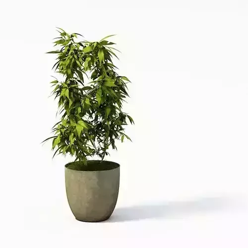 Large Potted Plant