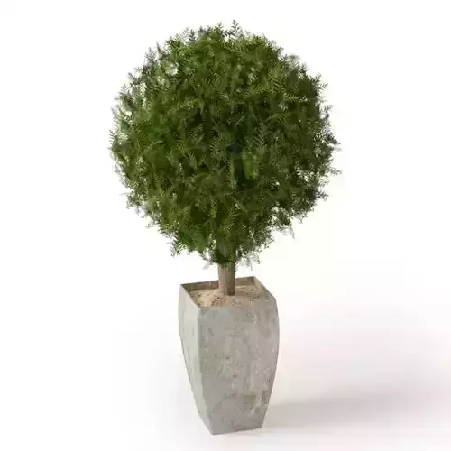 Pot Plant