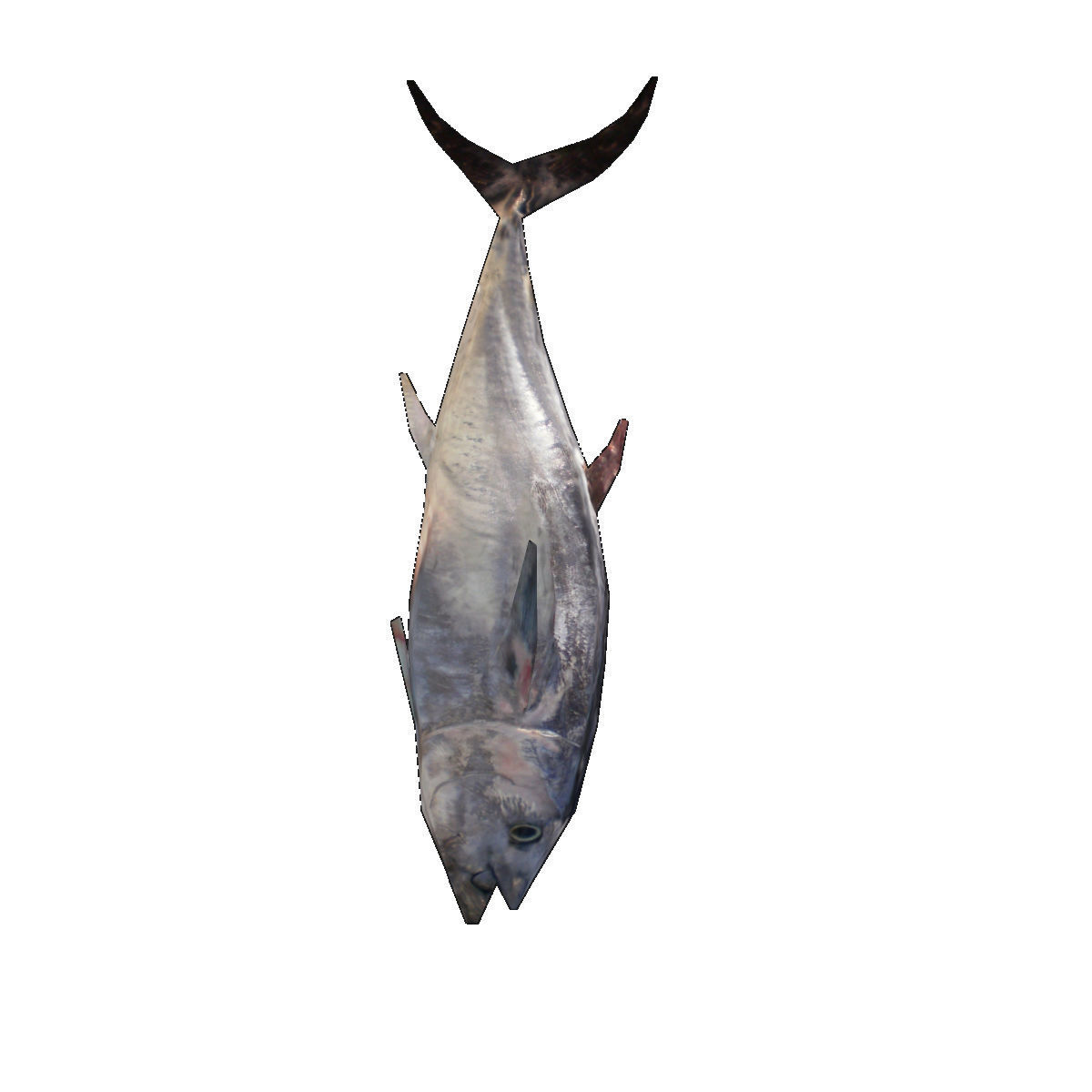 Lowpoly Great Tuna Low-poly 3D model_3