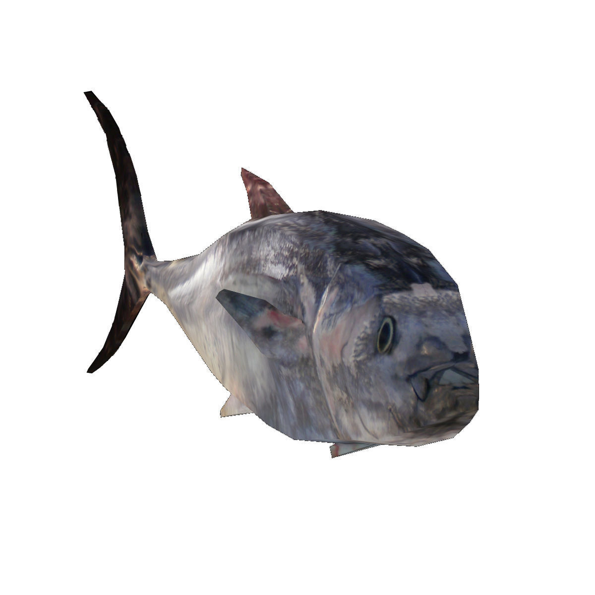 Lowpoly Great Tuna Low-poly 3D model_4
