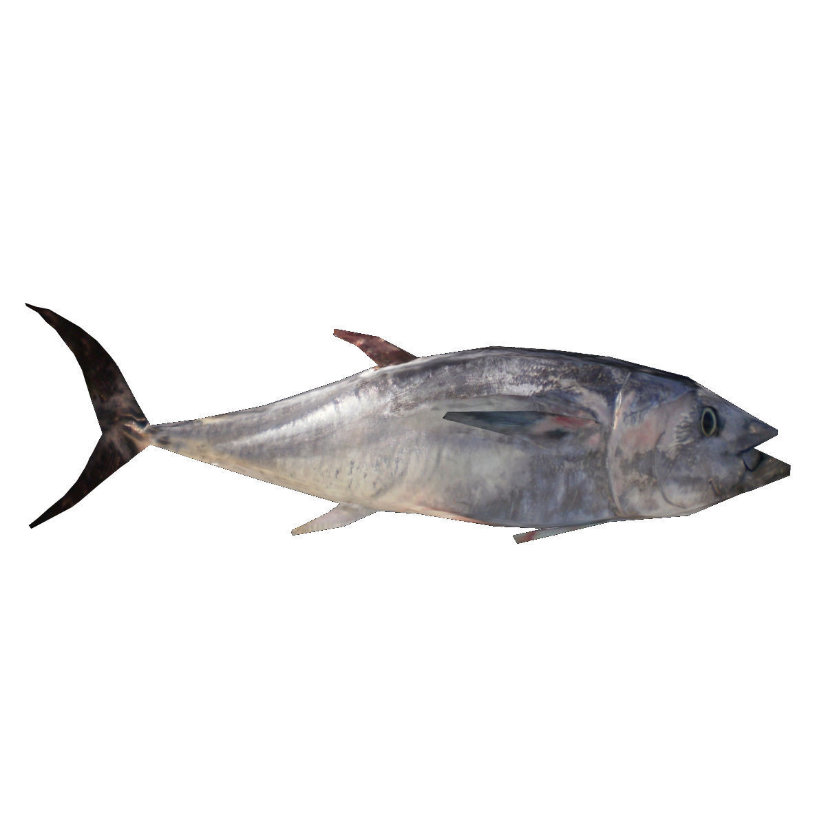 Lowpoly Great Tuna Low-poly 3D model_2