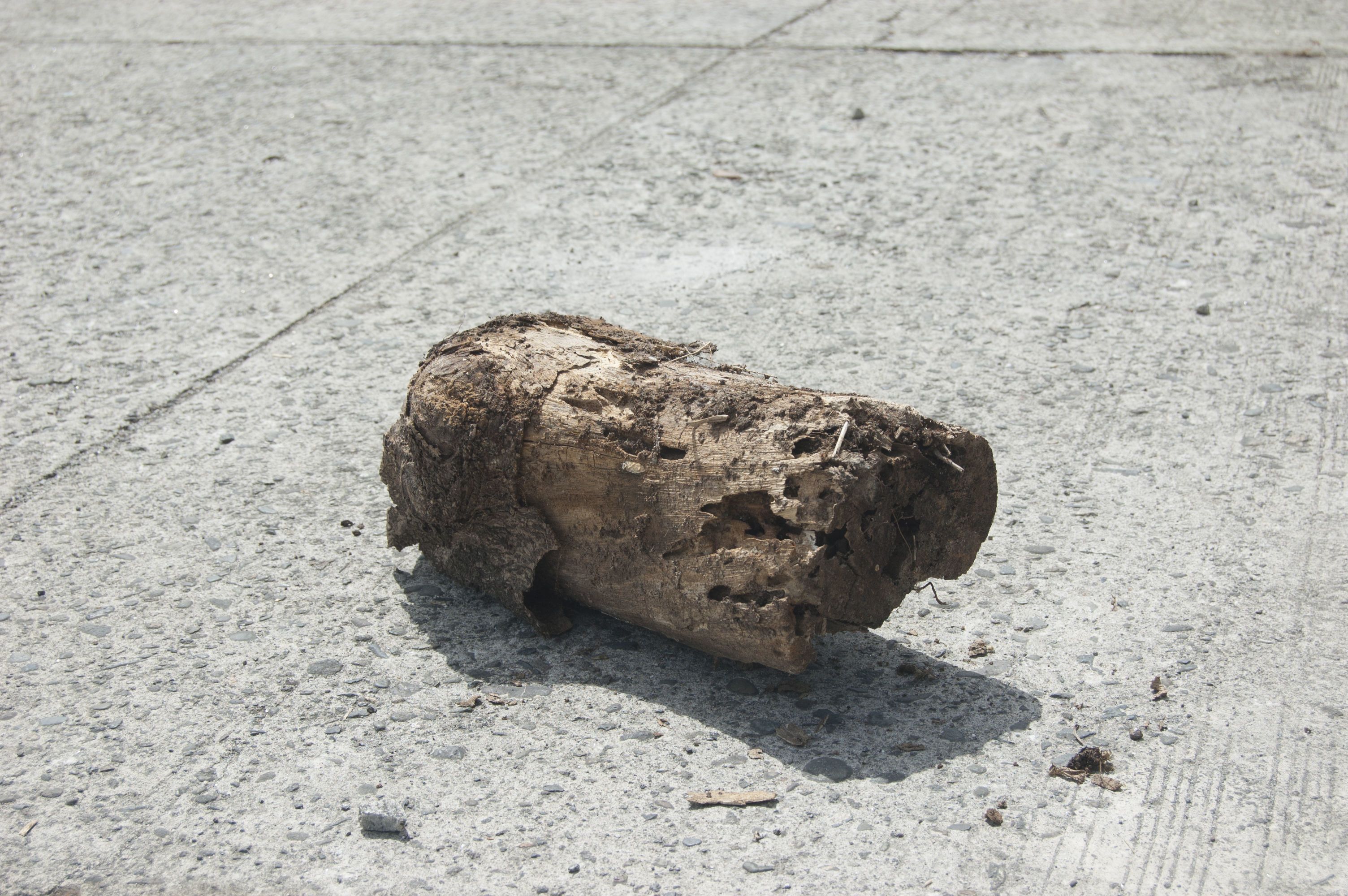 Tree Trunk 001 3D model_9