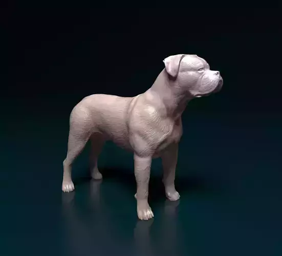 American Bulldog 3D print model