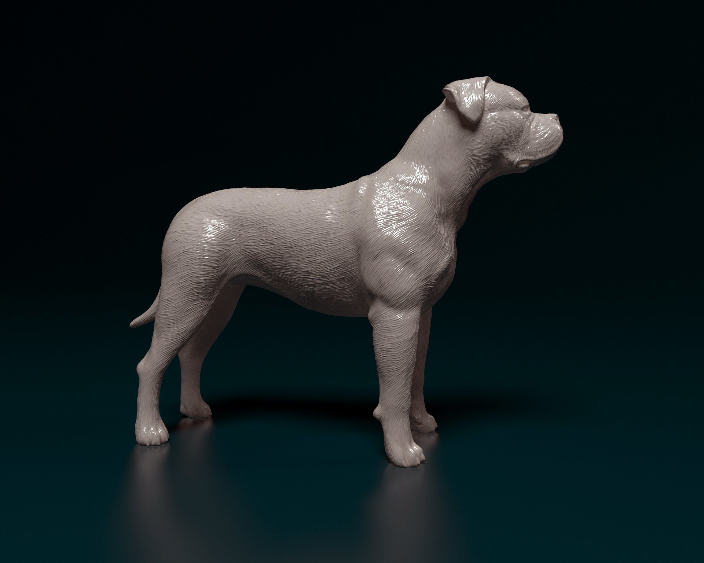 American Bulldog 3D print model_2