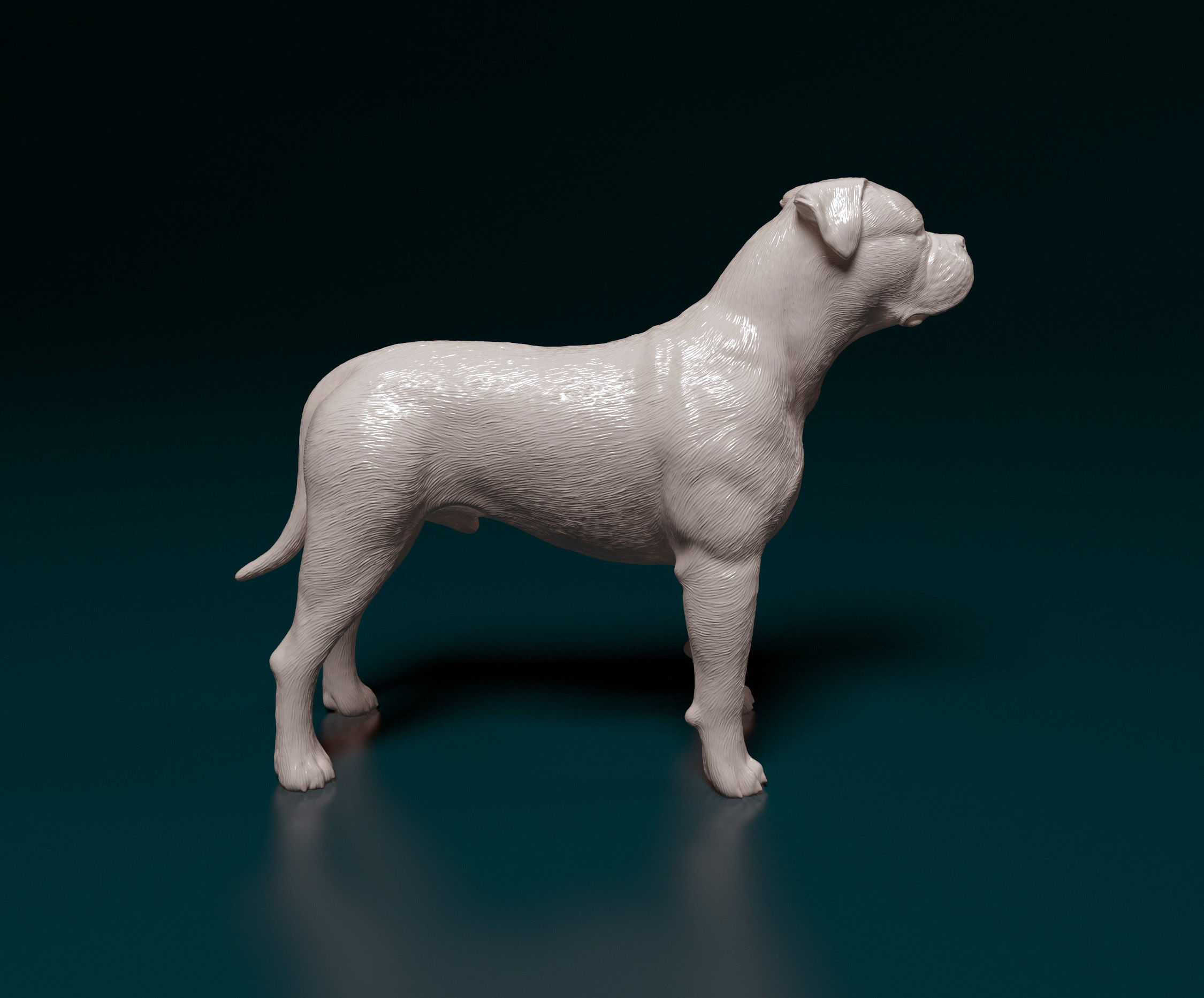 American Bulldog 3D print model_3