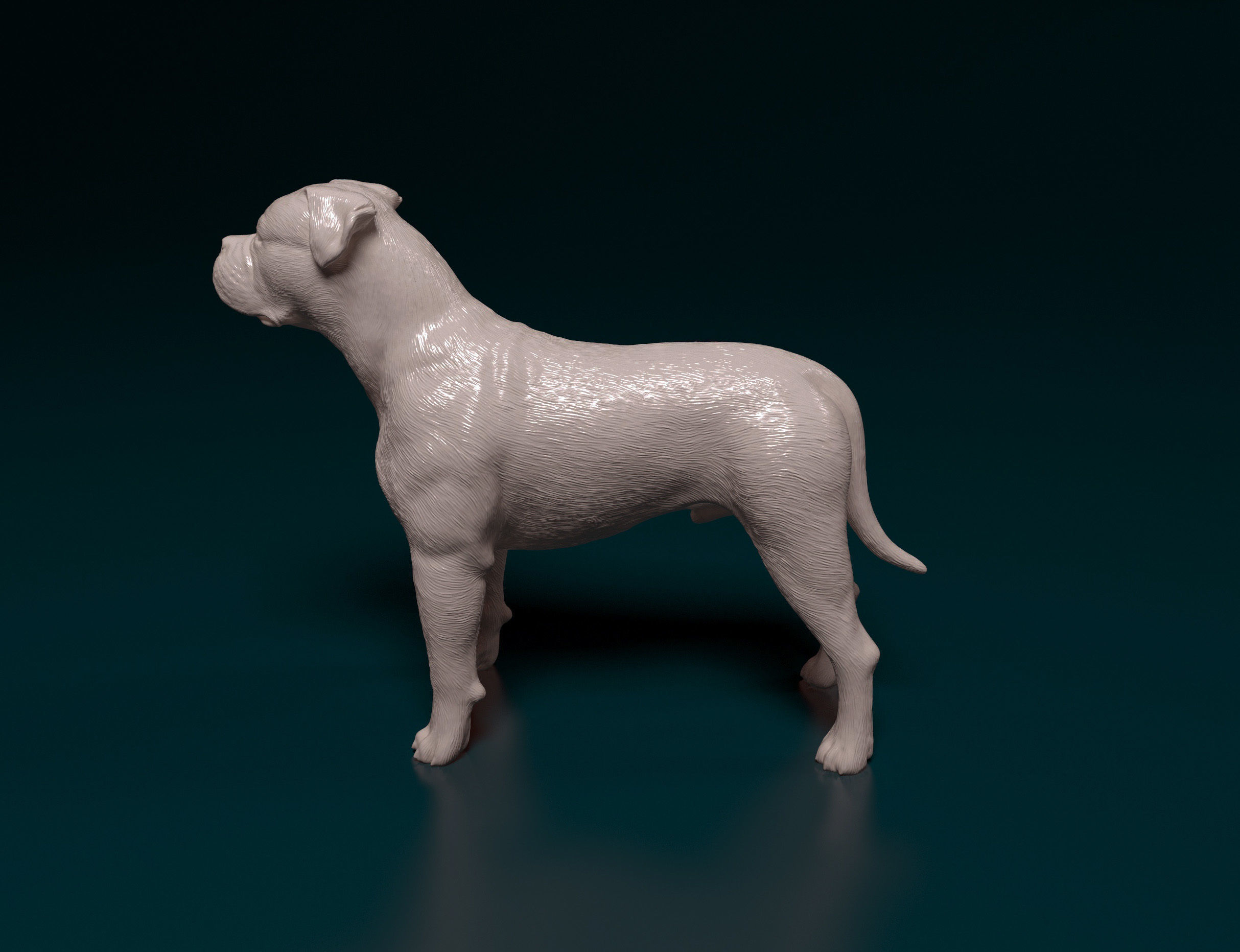 American Bulldog 3D print model_7